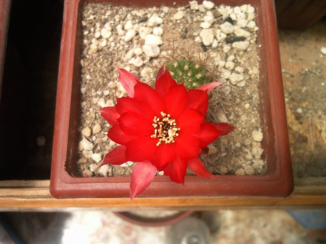 Floraciones%20%20%20%20%20%28397%29.jpg
