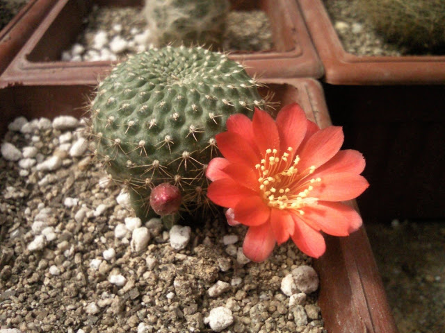 Floraciones%20%281%29.jpg