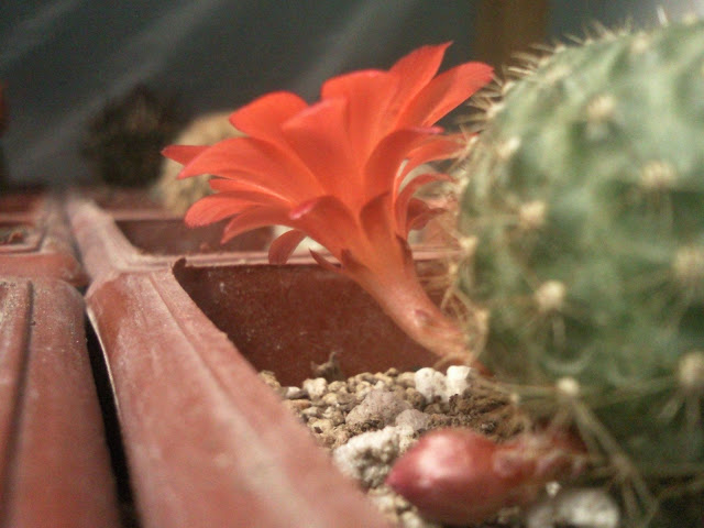 FLORACIONES%20%2810%29.jpg