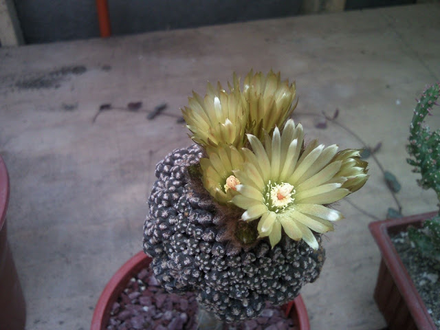 Floraciones%20%2819%29.jpg