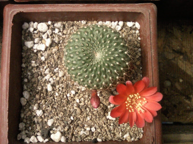 Floraciones%20%282%29.jpg