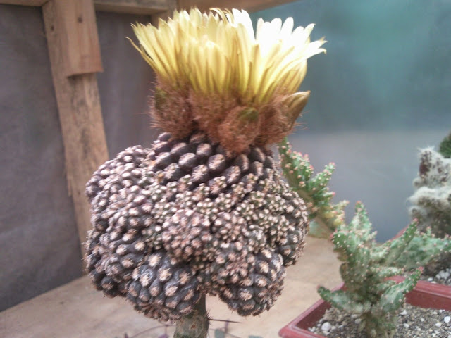 Floraciones%20%2821%29.jpg