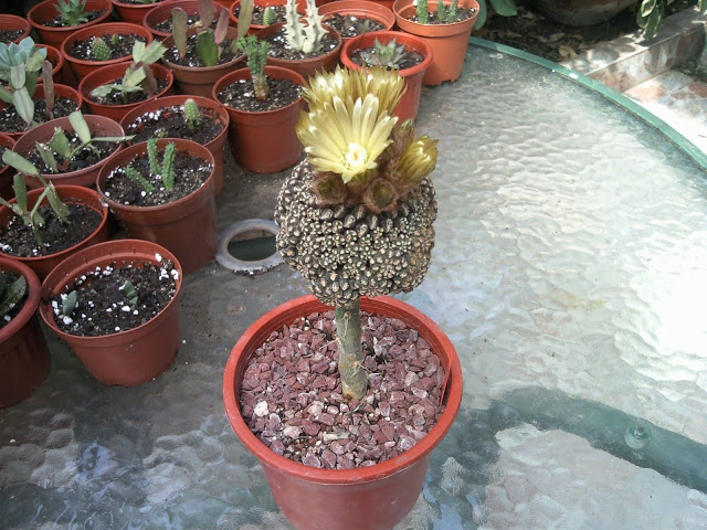 Floraciones%20%2822%29.jpg