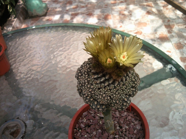 Floraciones%20%2823%29.jpg