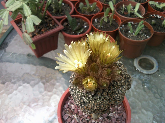Floraciones%20%2824%29.jpg