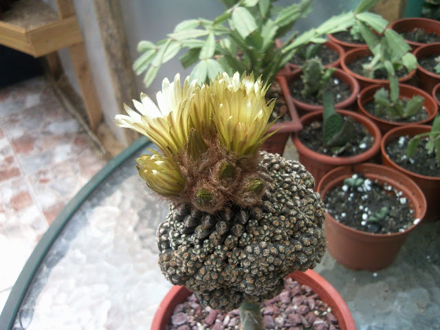 Floraciones%20%2825%29.jpg