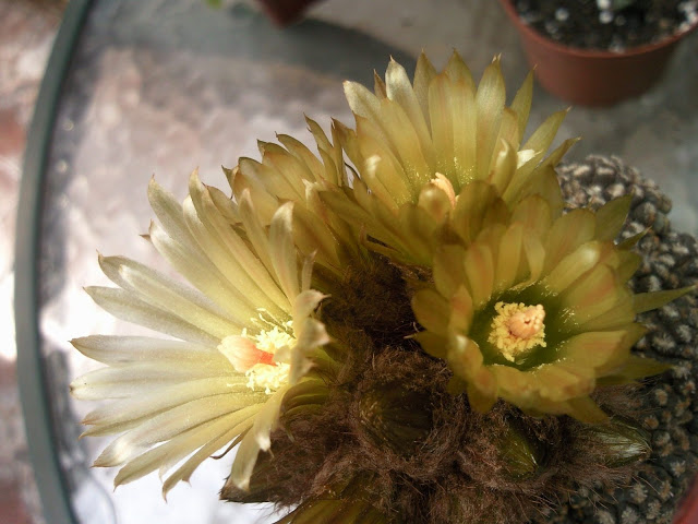 Floraciones%20%2827%29.jpg