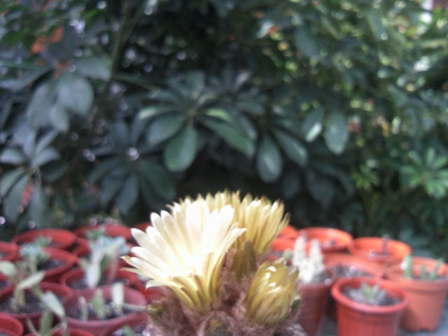 Floraciones%20%2828%29.jpg