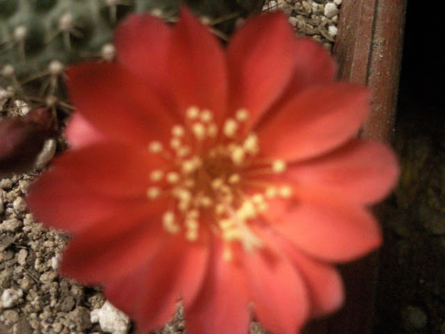 Floraciones%20%284%29.jpg