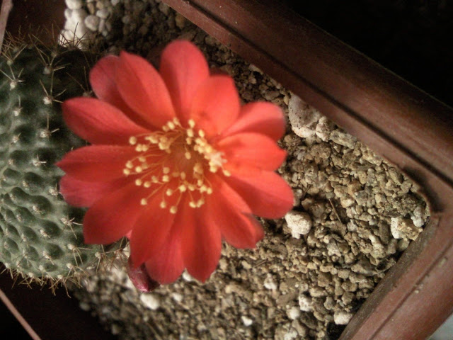Floraciones%20%285%29.jpg