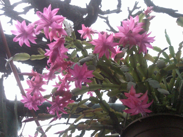 Floraciones%252520%252520%252520%252520%252520%25252814%252529.jpg