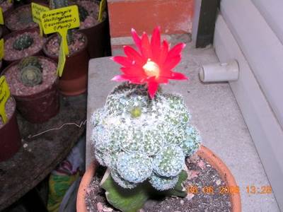 floraciones_002.jpg