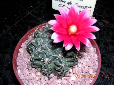 floraciones_004.jpg