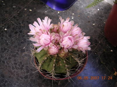 Floraciones_2007_003.jpg
