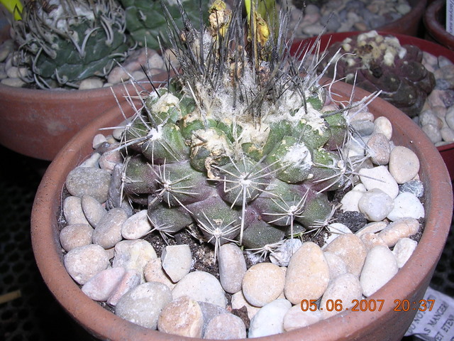 Floraciones_2007_3_015.jpg