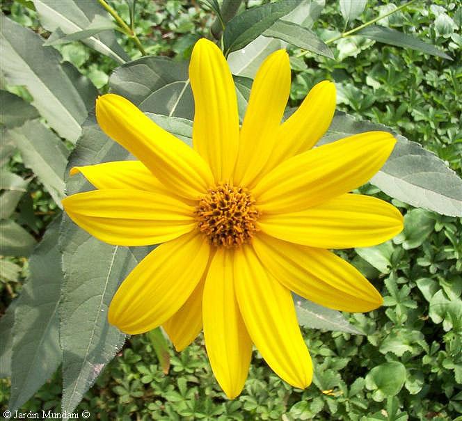 floraguaturma.jpg