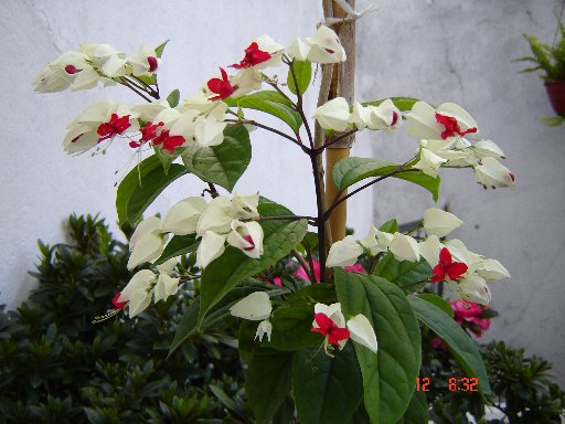 floraidentificar.jpg
