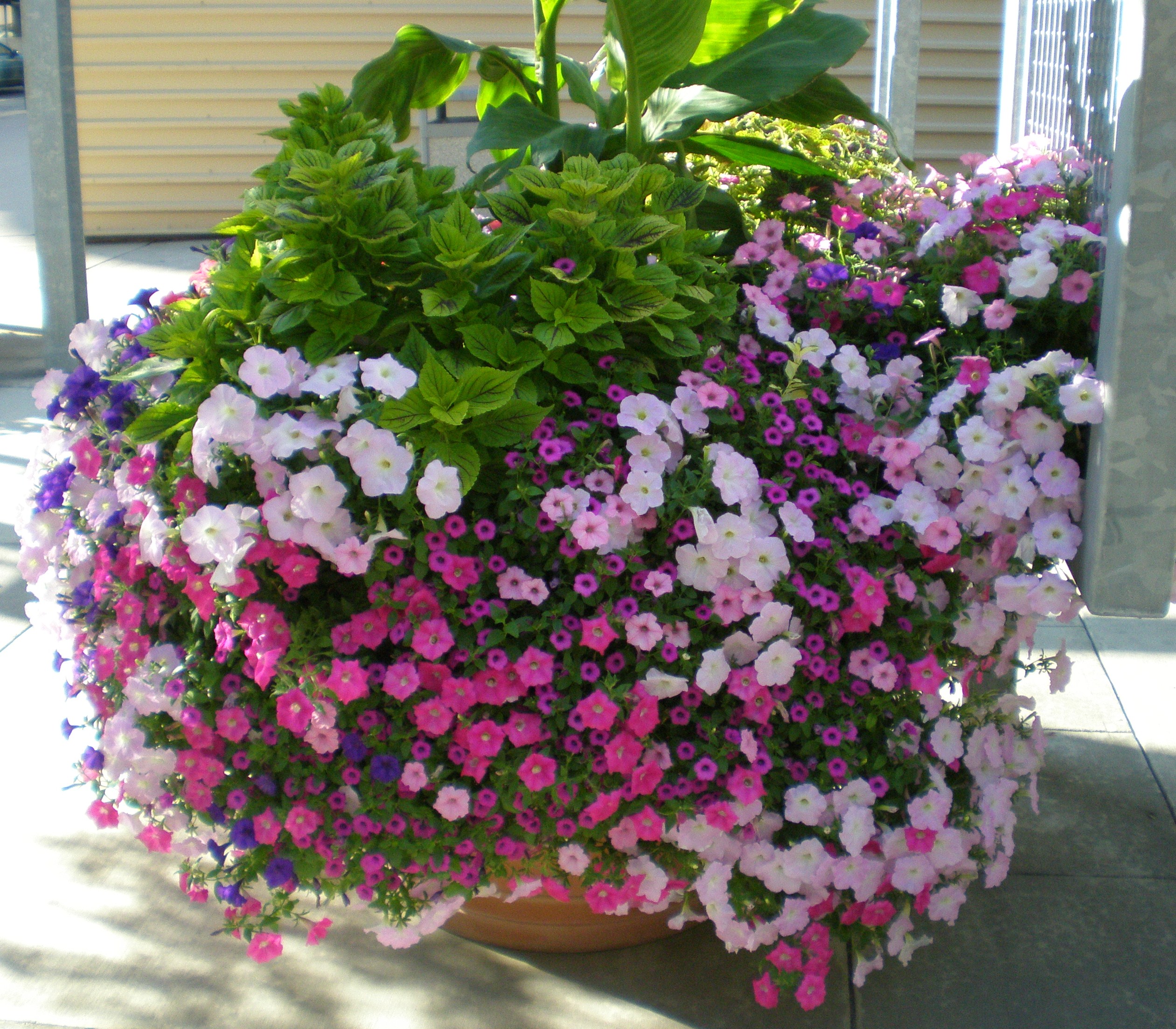 Floral_arrangement_of_petunias_in_Columbus%2C_Ohio.JPG