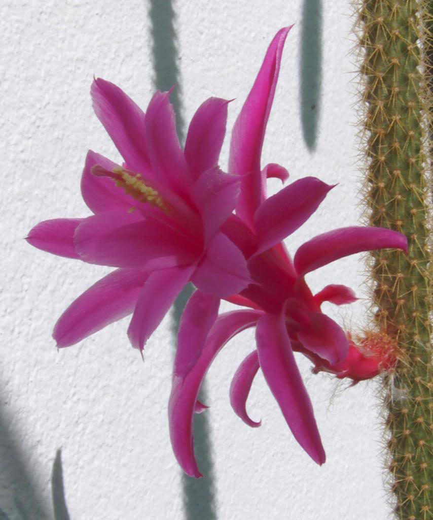 floraporocactusabierta3_zpsbbaf2dc6.jpg