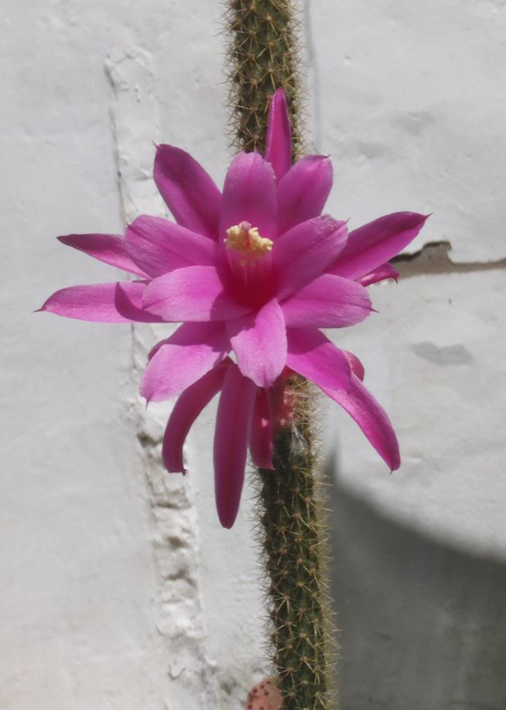 floraporocactusabierta_zps2f637521.jpg
