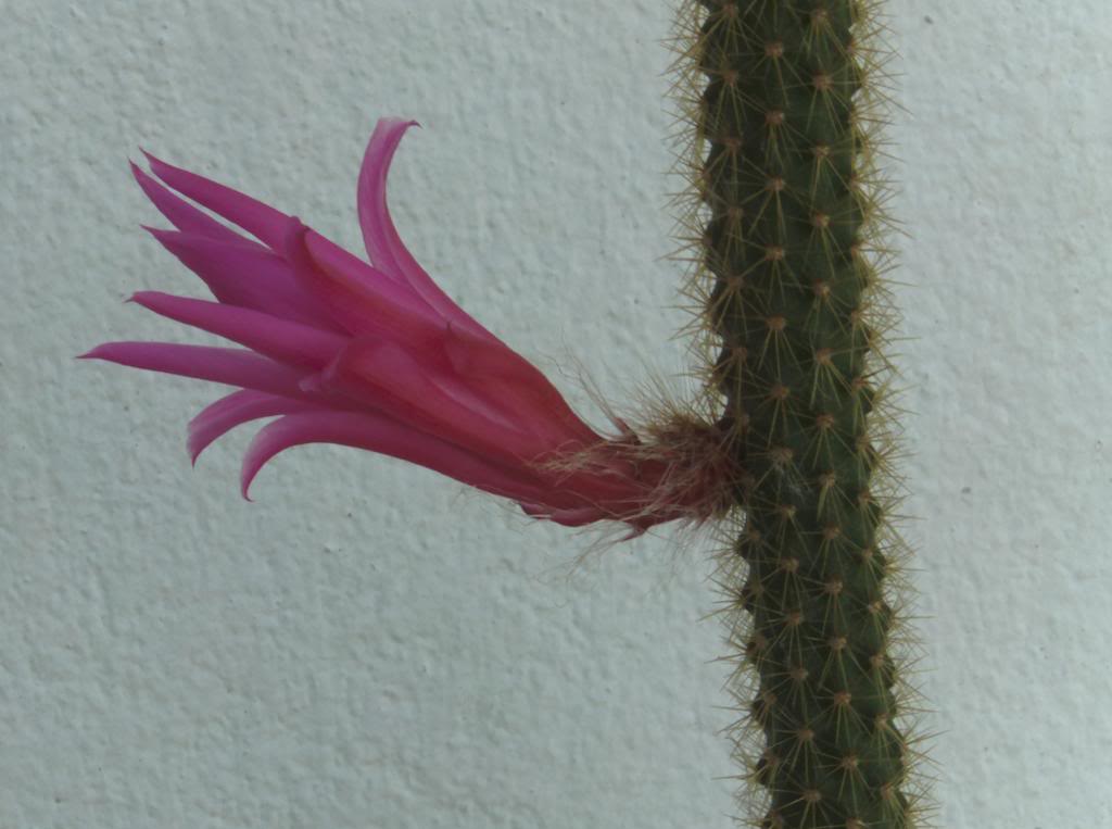 floraporocactusperfil_zps94312932.jpg