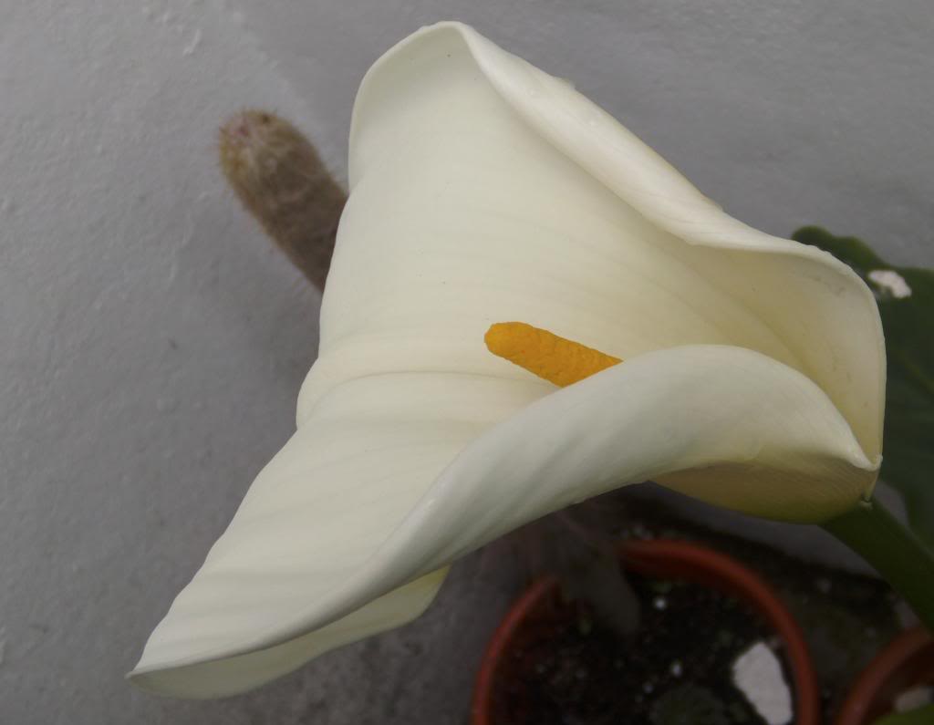 florbulbosablanca2_zpscfd0d863.jpg