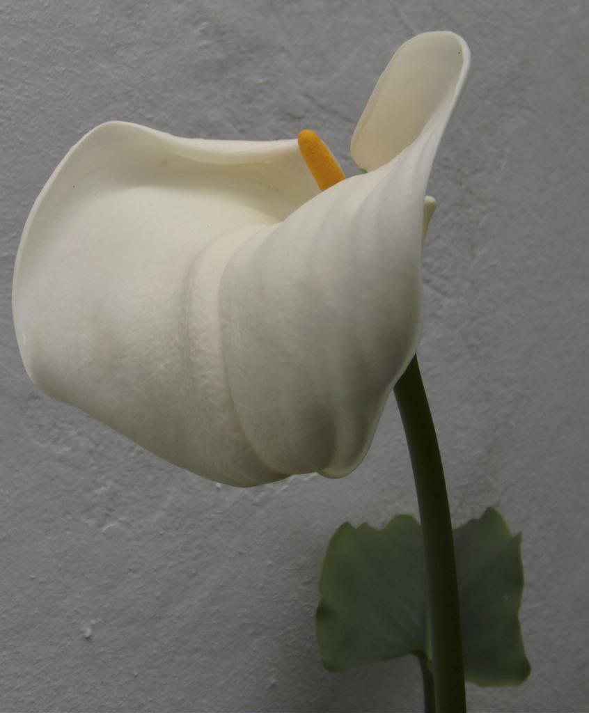 florbulbosablanca3_zpsf0e267e2.jpg