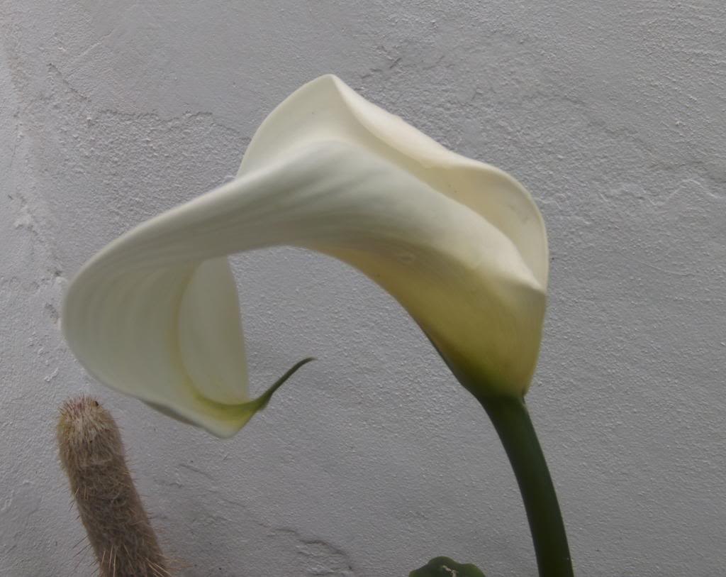 florbulbosablanca4_zps3ceec5f2.jpg