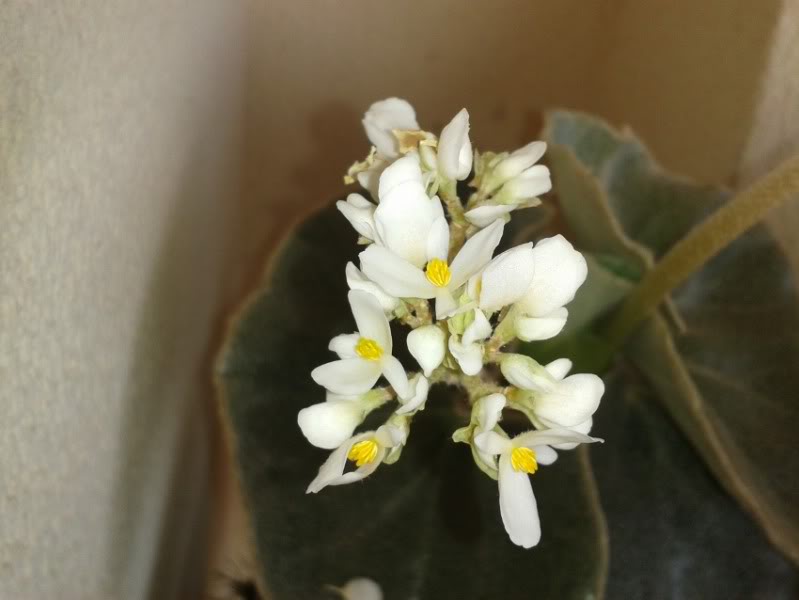 florbvenosa280712_1.jpg