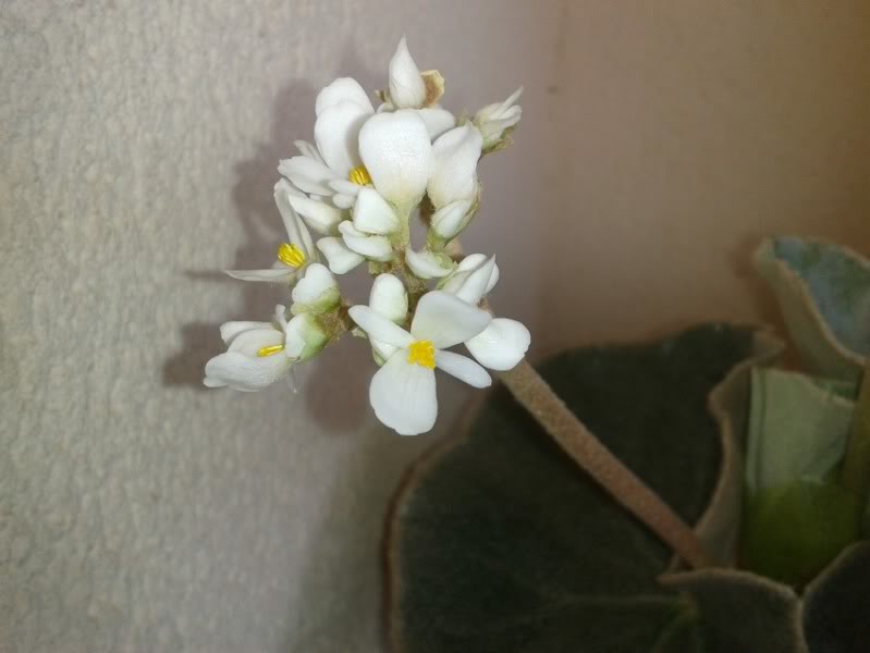 florbvenosa280712_2.jpg