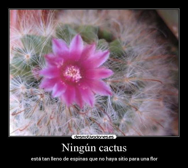 florcactus.jpg