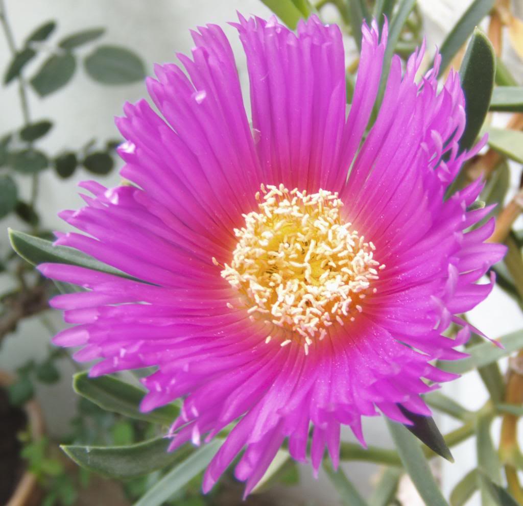 florcarpobrotus_zps28857a8d.jpg