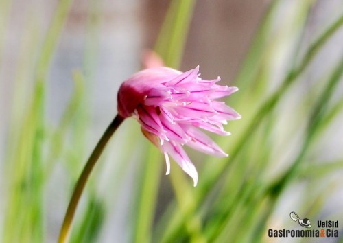 florcebollino1.jpg