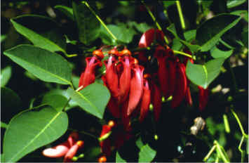 florceibo.jpg