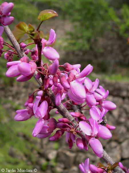 florcercis.jpg