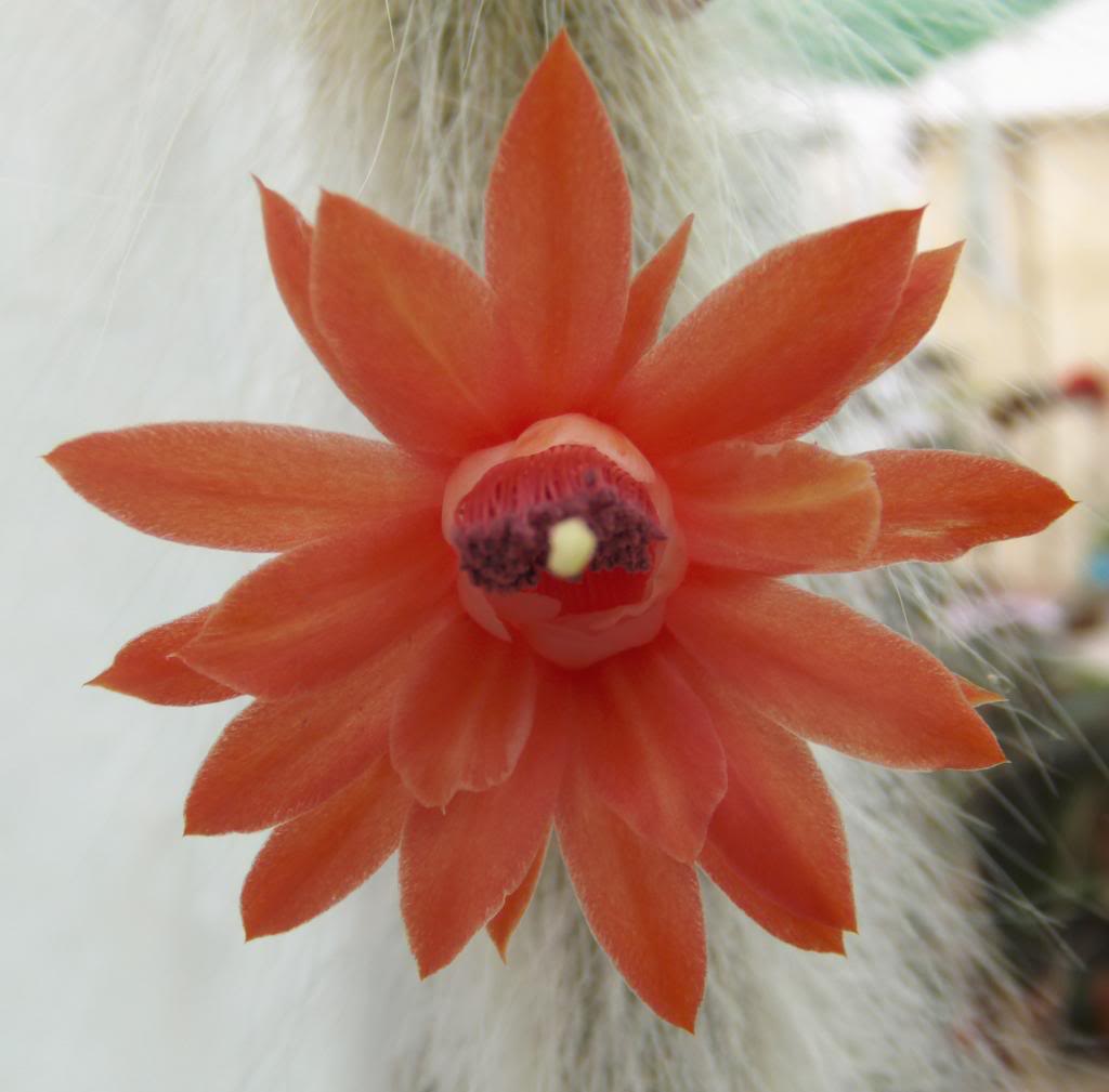 florcolademono2_zpsbec8c728.jpg