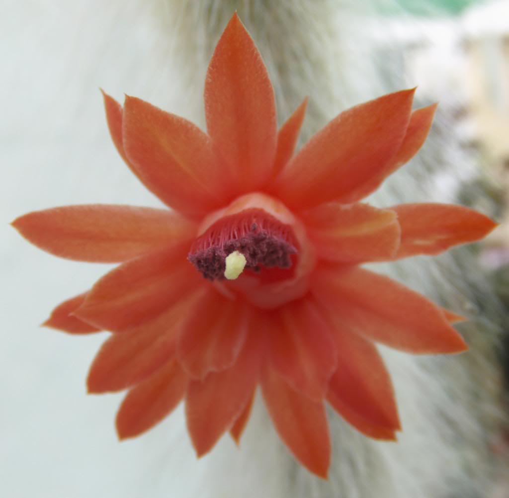 florcolademono3_zps45e7712a.jpg