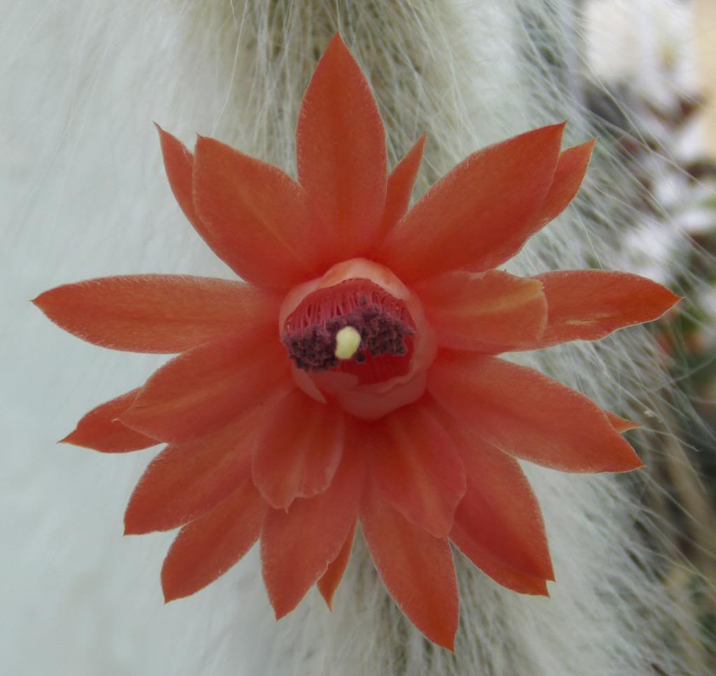 florcolademono4_zps6ae48513.jpg