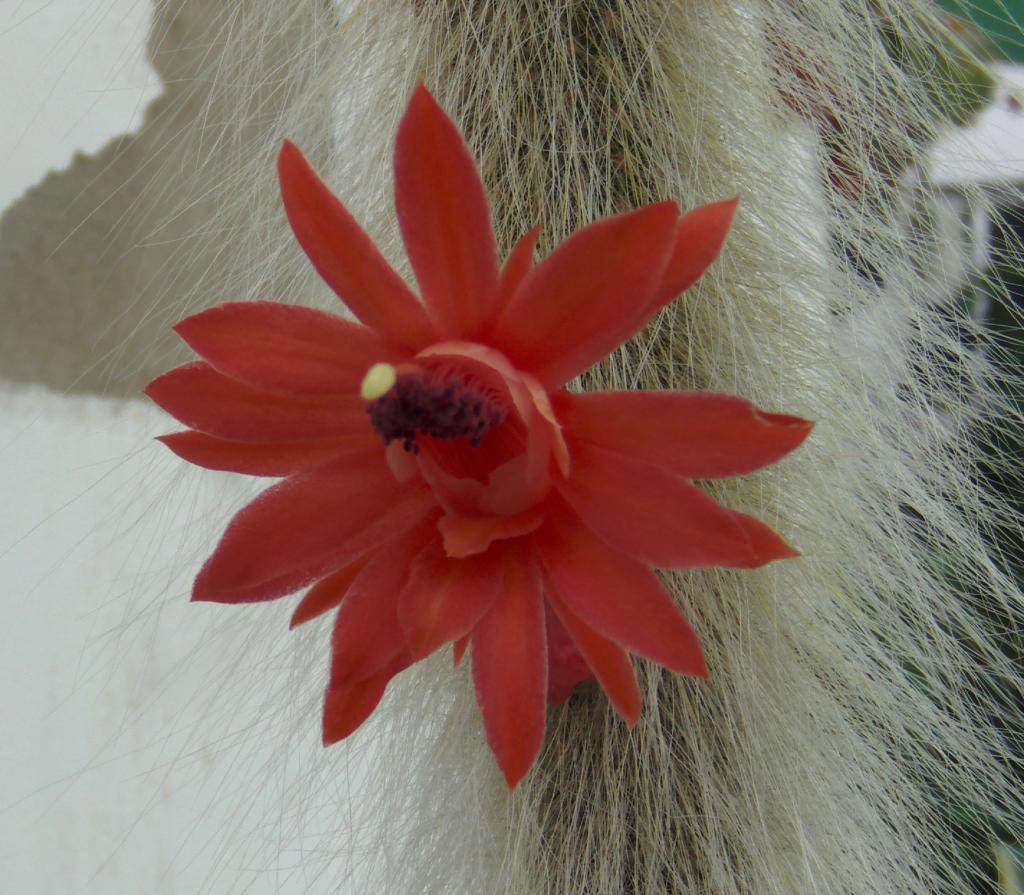 florcolademono_zps332f2dc2.jpg