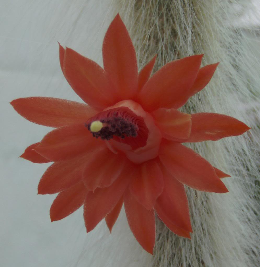 florcolademono_zps802ba324.jpg