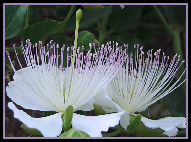 flordeacprr.jpg
