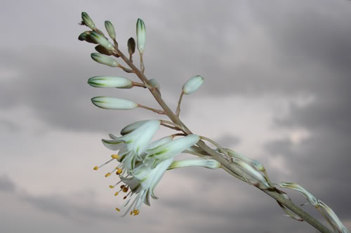 flordealoealbiflora4.jpg