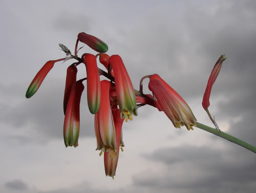 flordealoebakeri4.jpg