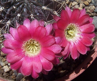 flordecactus%2011.jpg
