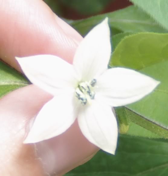 flordechile.jpg