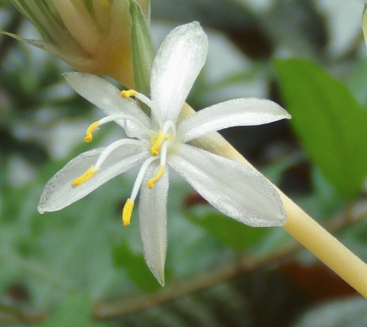 flordecintas.jpg