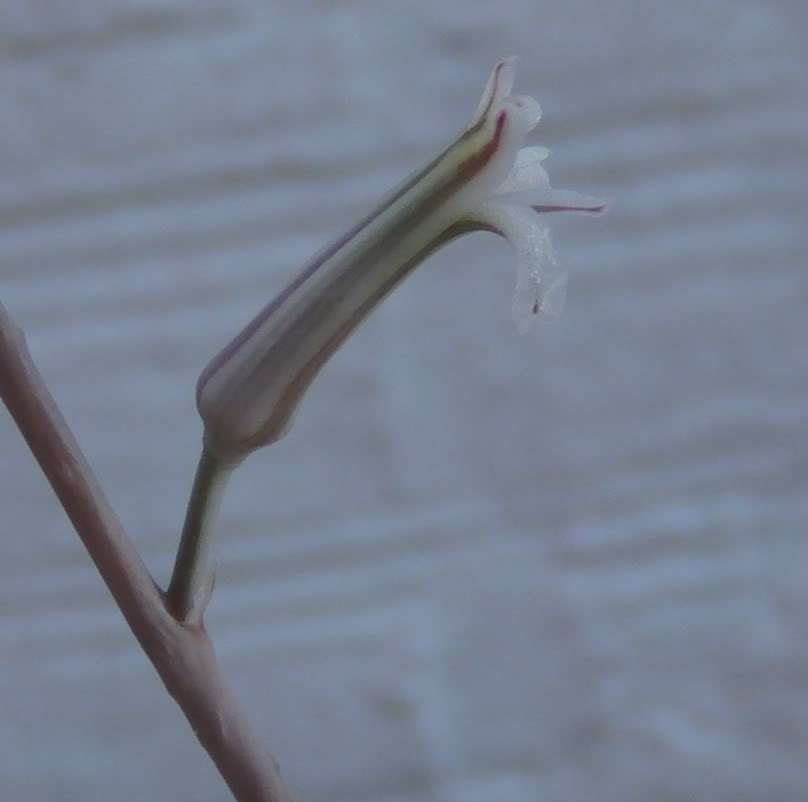FlordeHaworthiatesellata1.jpg