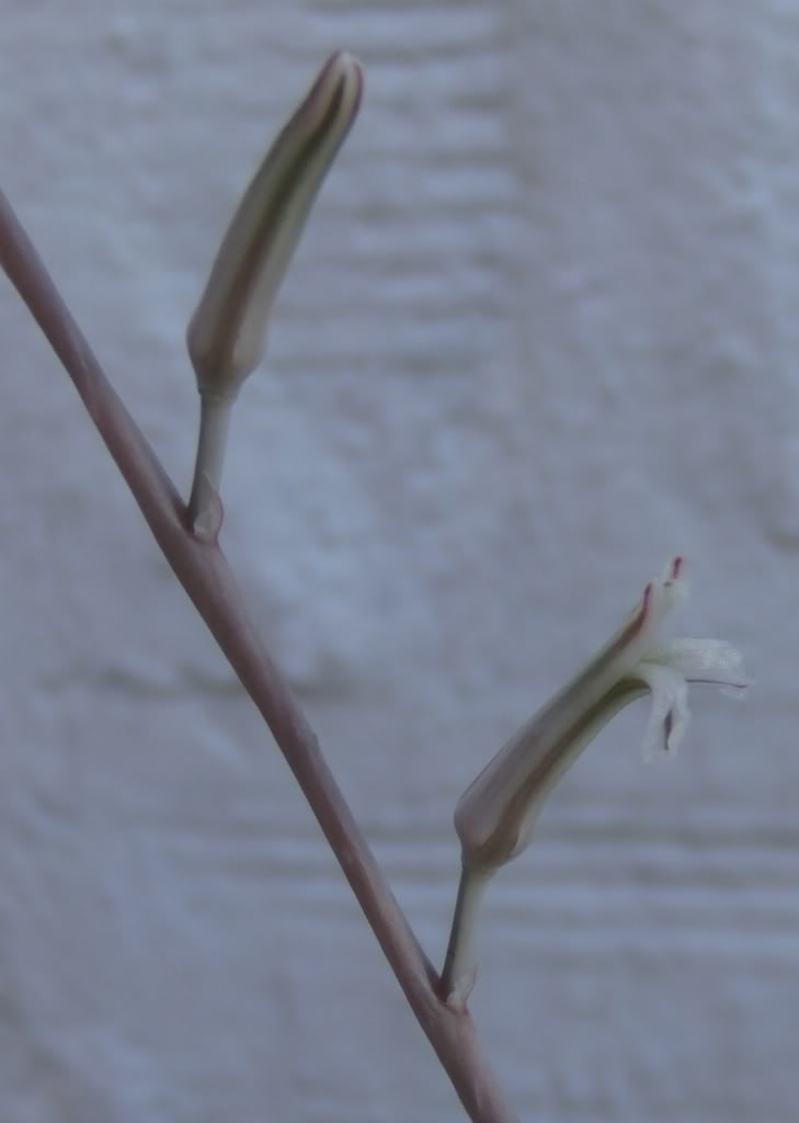 Flordehaworthiatesellata2.jpg