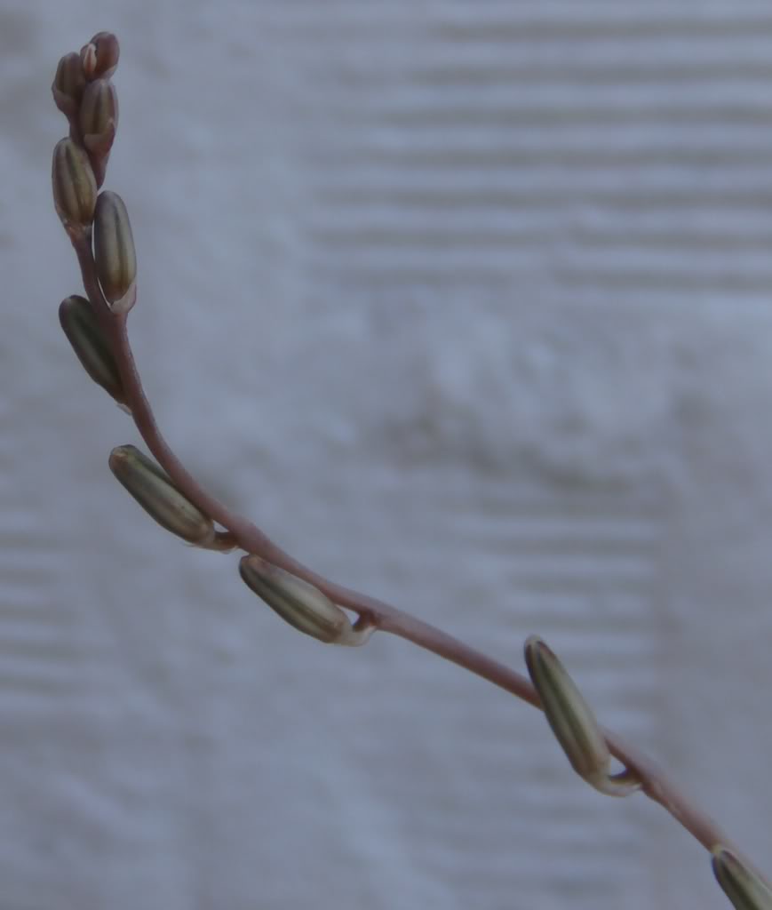 Flordehaworthiatesellatacerradas3.jpg