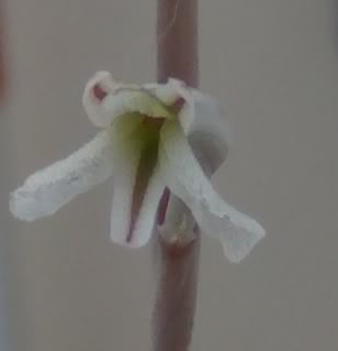 FlordeHaworthiatesellatafrente1.jpg